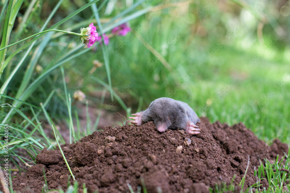 A mole has emerged on the surface of the soil in a flower garden A mole has emerged on the surface of the soil in a flower garden