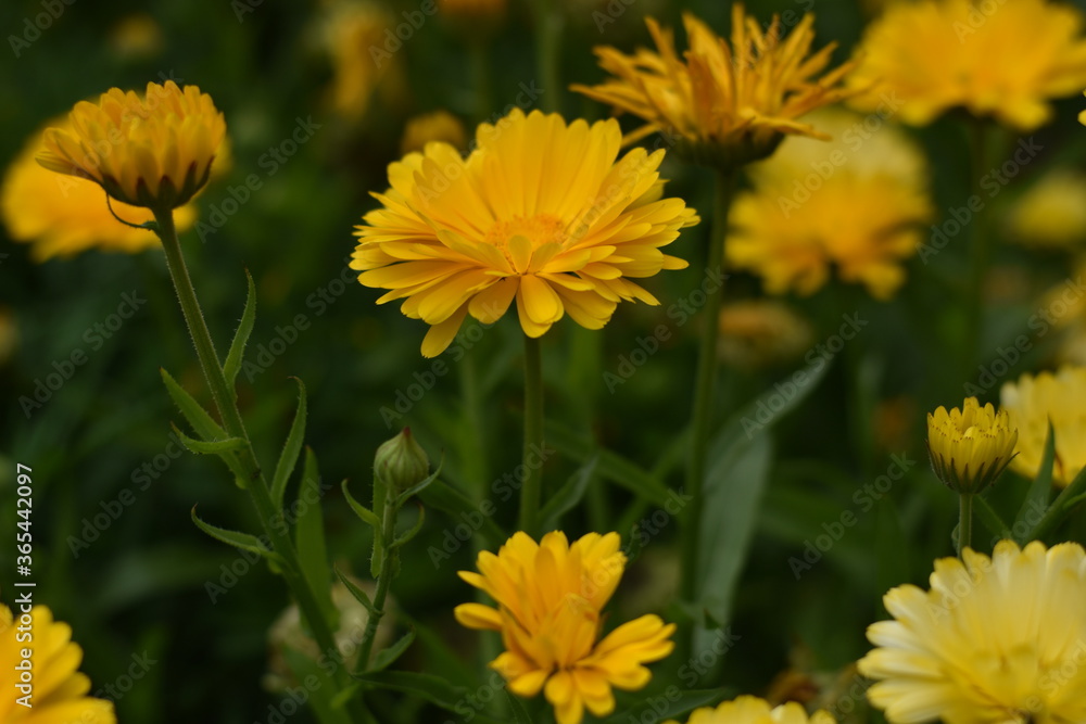Blühende Ringelblumen (Calendula officinalis) Blühende Ringelblumen (Calendula officinalis)