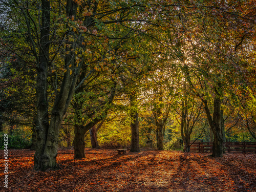 Warm Autumn sunlight filters through colourful Fall foliage in a wood of beech trees, casting long shadows over the fallen leaves on the forest floor.