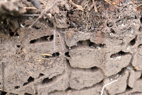 a cross section of the ant hill shows the moves the way ants move with eggs