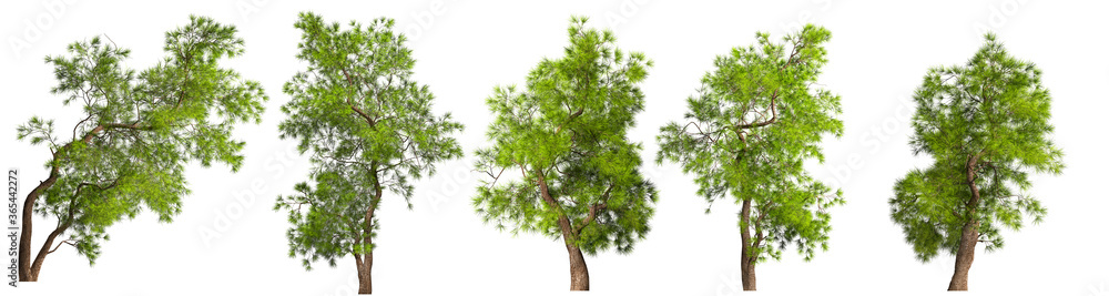 A some coniferous evergreen spruce pine tree with a lush crown and a curved transverse trunk on a white background. Isolate oneself. Stock 3D illustration. A some coniferous evergreen spruce pine tree with a lush crown and a curved transverse trunk on a white background. Isolate oneself. Stock 3D illustration.