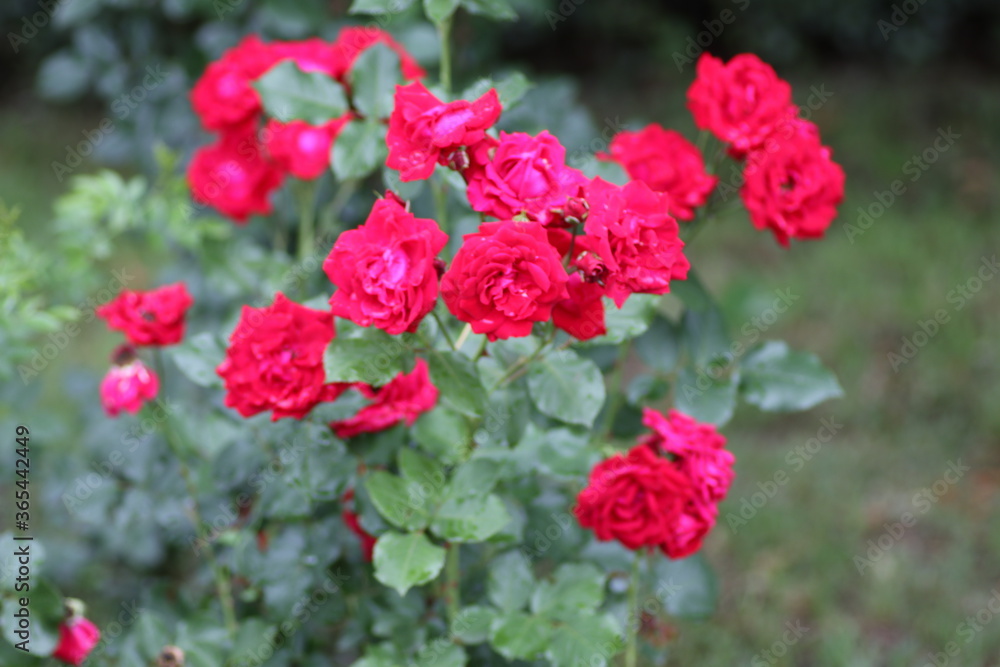 red flowers in the garden