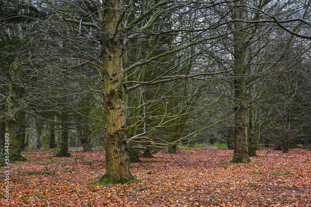 Mature beech trees stretch out their bare winter branches over the carpet of fallen leaves covering the forest floor. Mature beech trees stretch out their bare winter branches over the carpet of fallen leaves covering the forest floor.