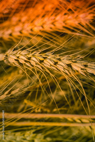 Golden wheat spikelets after harvesting 