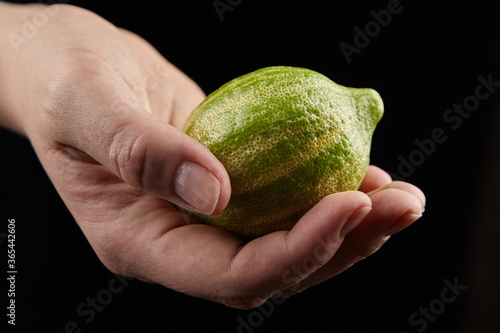Variegated pink lemon, Eureka lemon, female hand holding a lemon fruit with striped rind on black background
