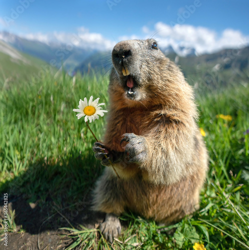 Alpenmurmeltier mit Blumen © Jenny Sturm