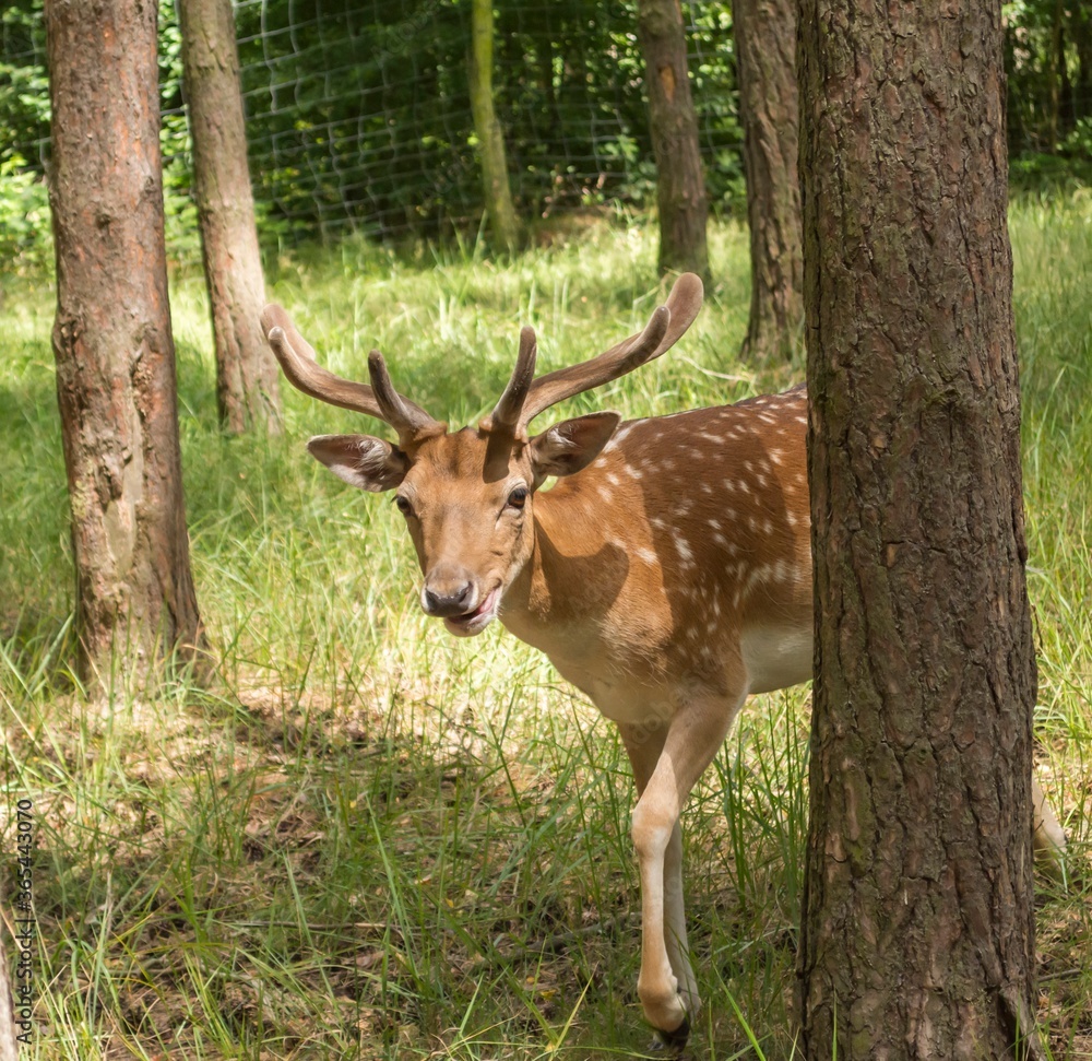 Fototapeta premium ein junger Damhirsch im Wald