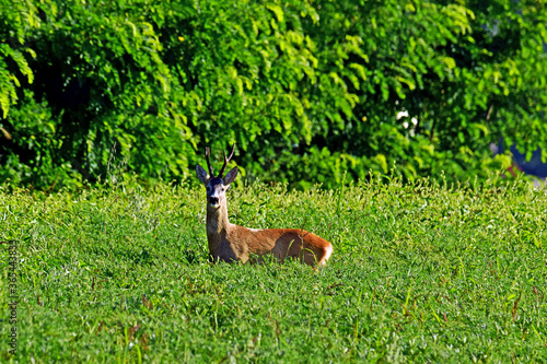 Fototapeta Naklejka Na Ścianę i Meble -  Dzika natura kozioł sarny