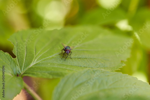 The fly sits on a green sheet. Close-up. Light effects.