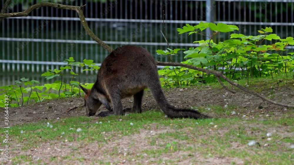 The red kangaroo, Macropus rufus is the largest of all kangaroos, the
