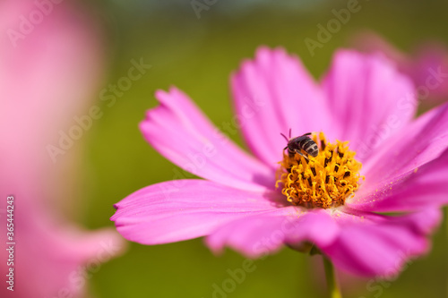 Purple flower and bee on a green blurred background. Close-up. Macro effect photo.