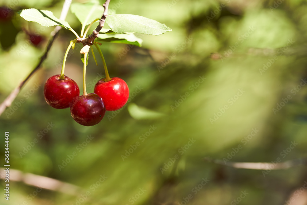 Red cherry berries on branches. Green blurred background