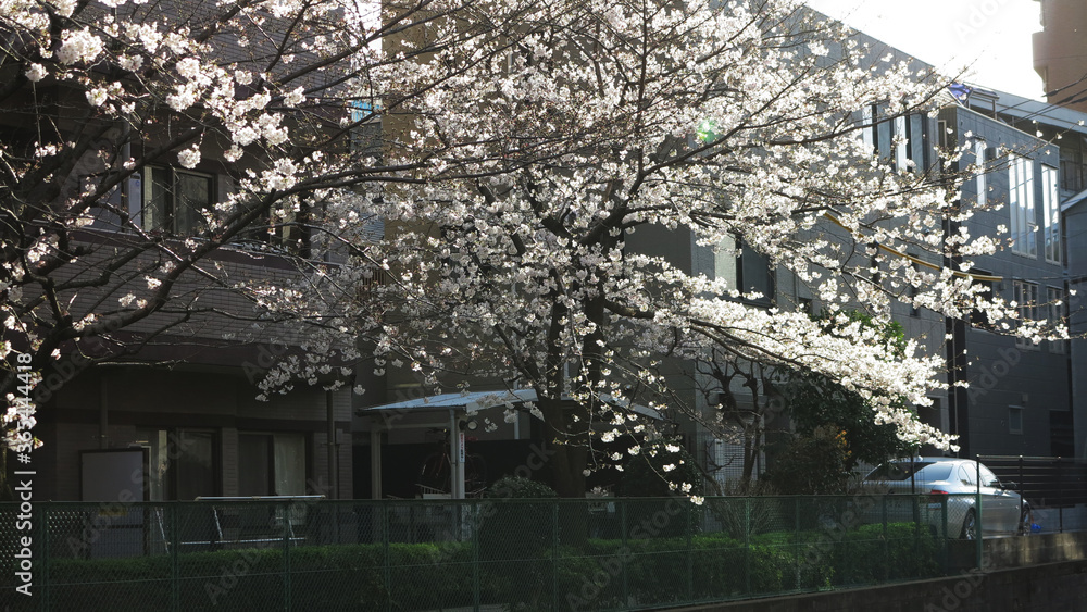 桜,sakura,The cherry blossom