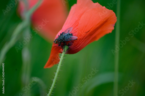 poppy and the fly