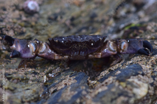 Crab on rocks at low tide, gyllyngvase beach, cornwall
