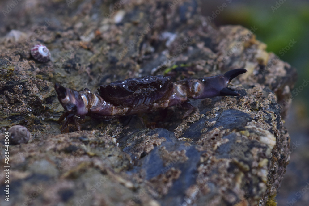 Crab on rocks at low tide, gyllyngvase beach, cornwall