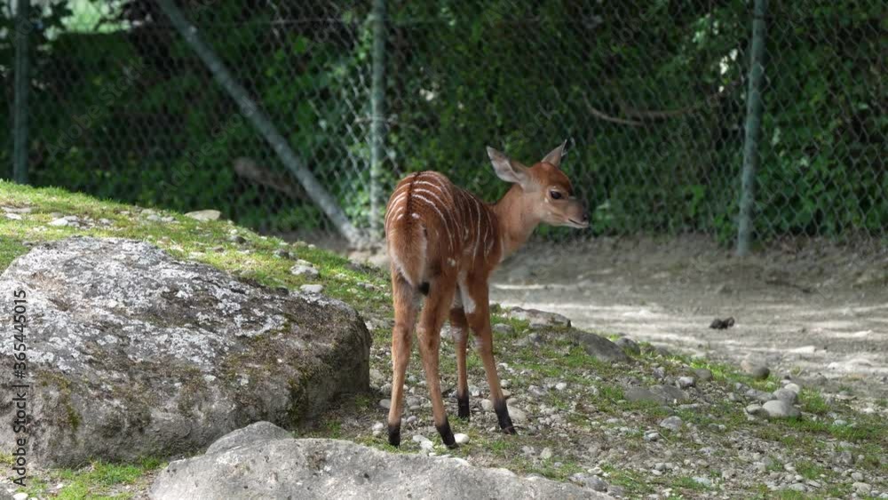 The nyala, Tragelaphus angasii is a spiral-horned antelope native to Southern Africa. It is a species of the family Bovidae and genus Nyala, also considered to be in the genus Tragelaphus. The nyala, Tragelaphus angasii is a spiral-horned antelope native to Southern Africa. It is a species of the family Bovidae and genus Nyala, also considered to be in the genus Tragelaphus.