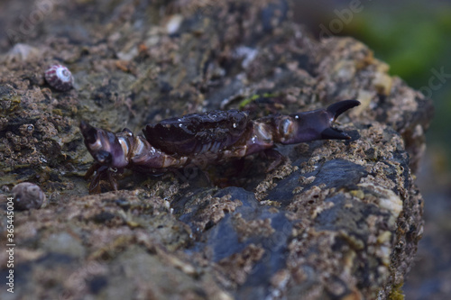 Crab on rocks at low tide, gyllyngvase beach, cornwall © Aaron