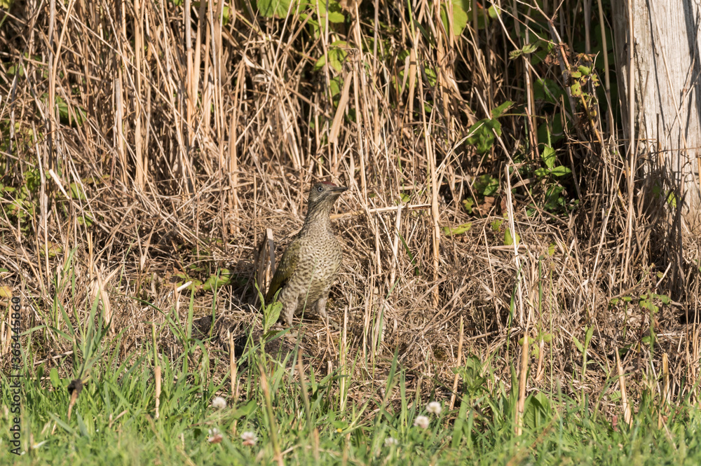 Voderansicht Grünspecht am Boden