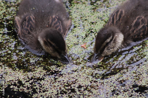 ducklings