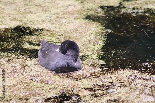 coot
