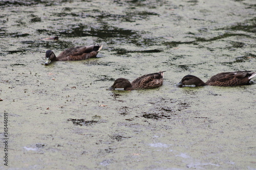 ducks