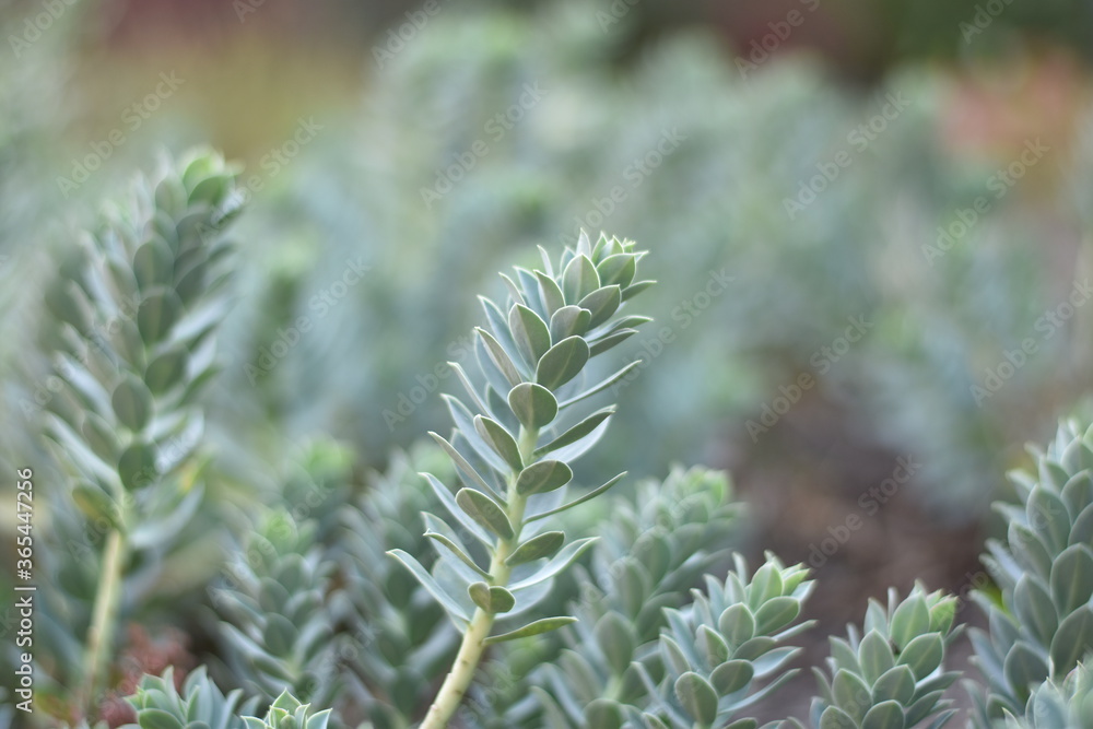 Walzen-Wolfsmilch (Euphorbia myrsinites) Walzen-Wolfsmilch (Euphorbia myrsinites)