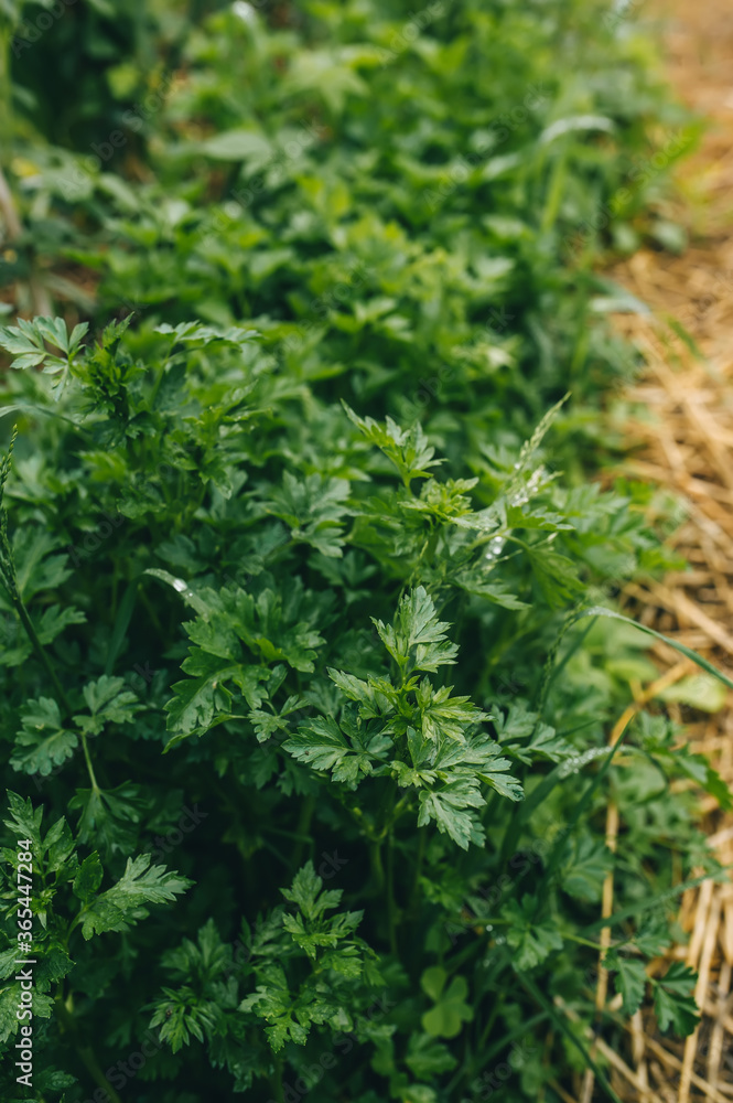 Young sprouts of parsley in vegetable garden. Young sprouts of parsley in vegetable garden.