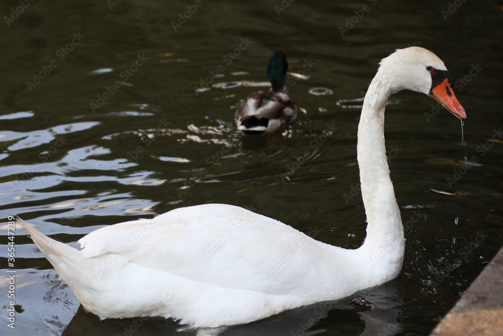 swans on the lake swans on the lake
