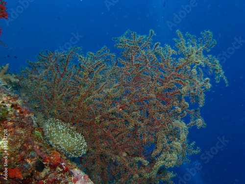 beautiful aquatic plant under the sea, marine life
