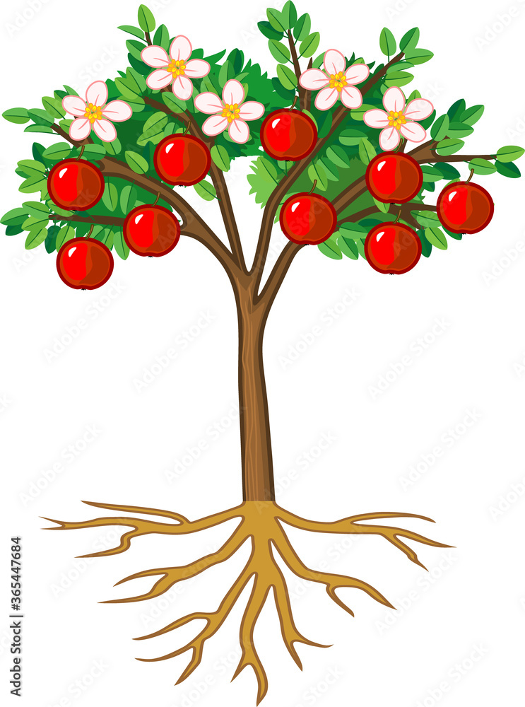 Apple tree with root system, flowers, fruits isolated on white background	