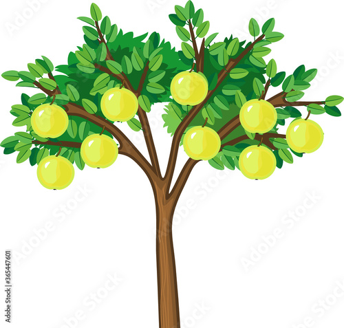 Apple tree with green leaves and ripe yellow fruits on white background
