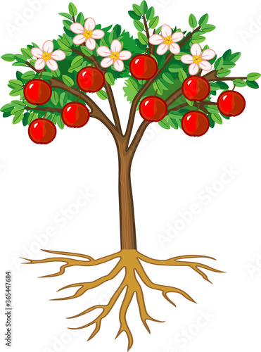 Apple tree with root system, flowers, fruits isolated on white background	