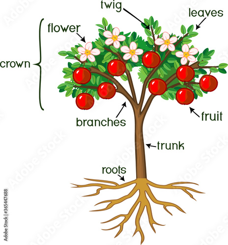 Parts of plant. Morphology of apple tree with root system, flowers, fruits and titles