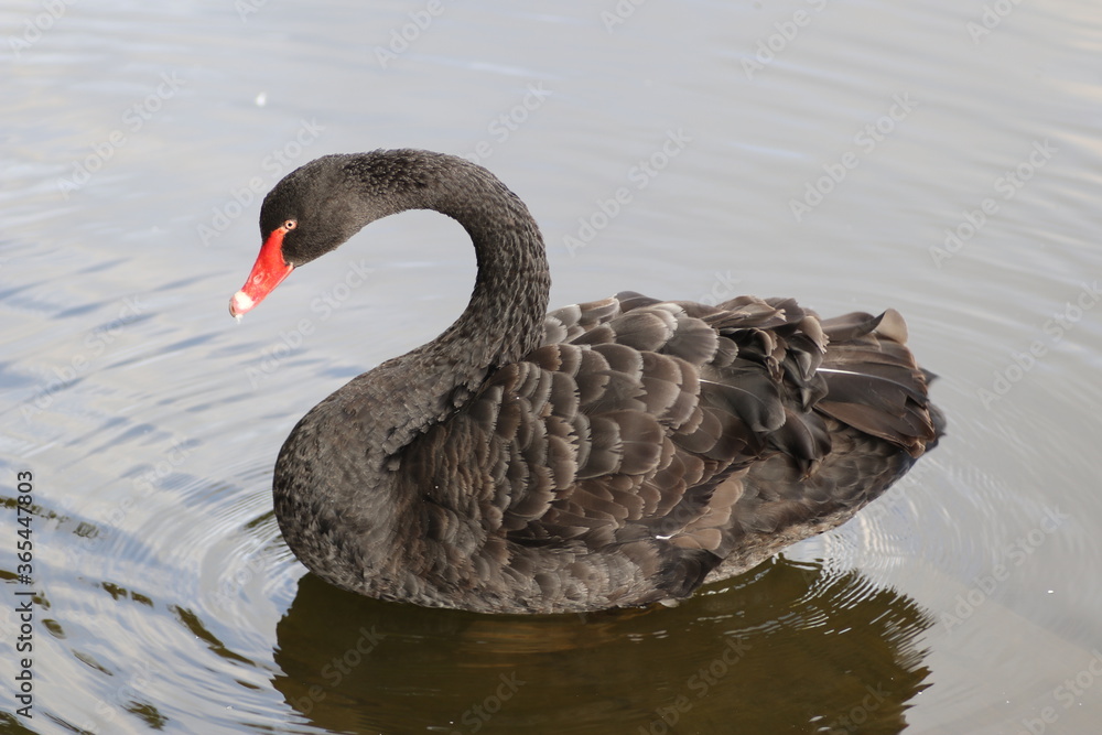 Obraz premium black swan on the lake