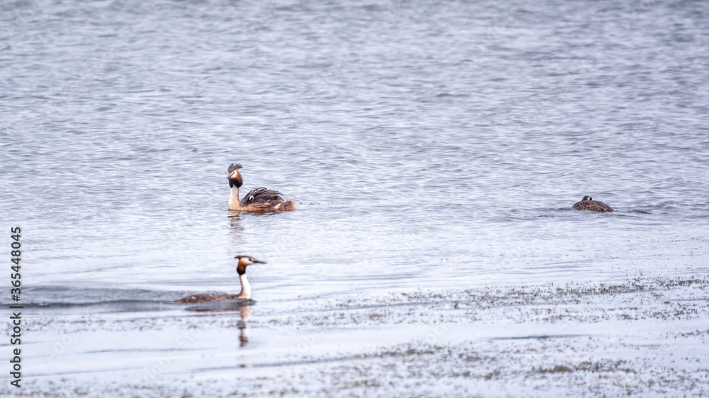 Three Water birds Great Crested Grebe swimming in the calm lake