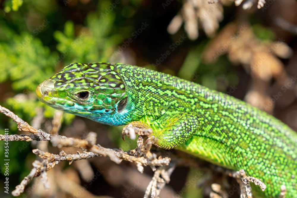 Fototapeta premium European green lizard (Lacerta viridis) in the grass, Velebit mountain, Croatia