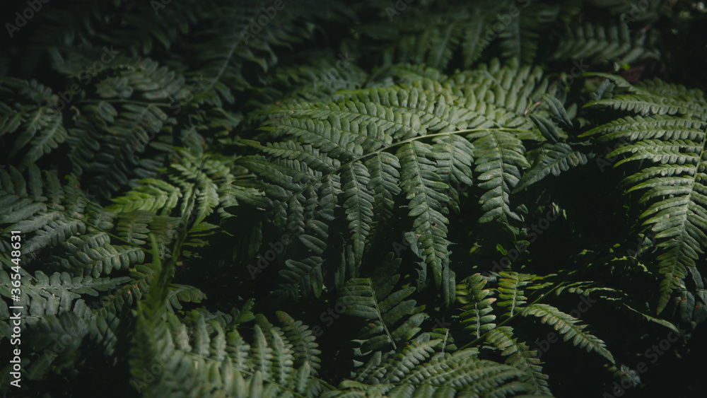 Fern leaf background. Fern in the woods Fern leaf background. Fern in the woods