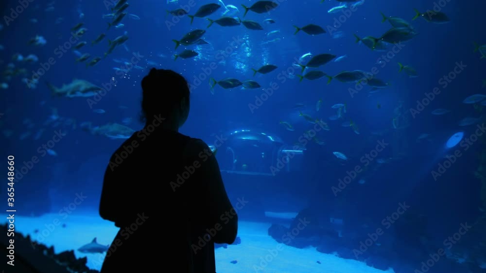 Woman taking picture of fish in water in 4k slow motion 60fps Woman taking picture of fish in water in 4k slow motion 60fps