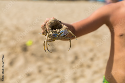 A child holds crab in the hand. Small wild crab in United Arabian Emirates. Gold sand, sun light.