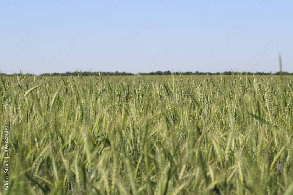 field sown with rye will soon ripen sky field-reading Russian nature field sown with rye will soon ripen sky field-reading Russian nature