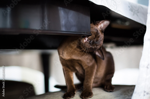 Burmese kitten plays and nibbles furniture. Small brown cat at home. 