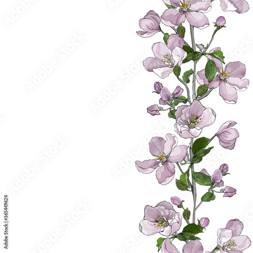 Floral vertical seamless border of pale pink flowers on branches, apple blossom on white background. Hand drawn. Copy space. Vector stock illustration.