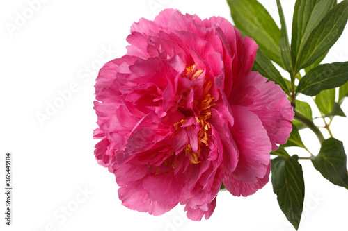 Bright pink peony flower isolated on a white mint color background.