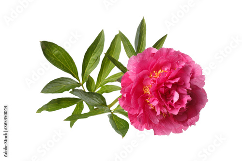 Fototapeta Naklejka Na Ścianę i Meble -  Bright pink peony flower isolated on a white mint color background.