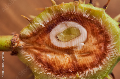 Sliced Green fruit of wild chestnut on a wooden slice. Close-up. With copy space.