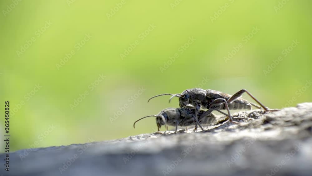 Two black-spotted longhorn beetle mating on the forest Two black-spotted longhorn beetle mating on the forest