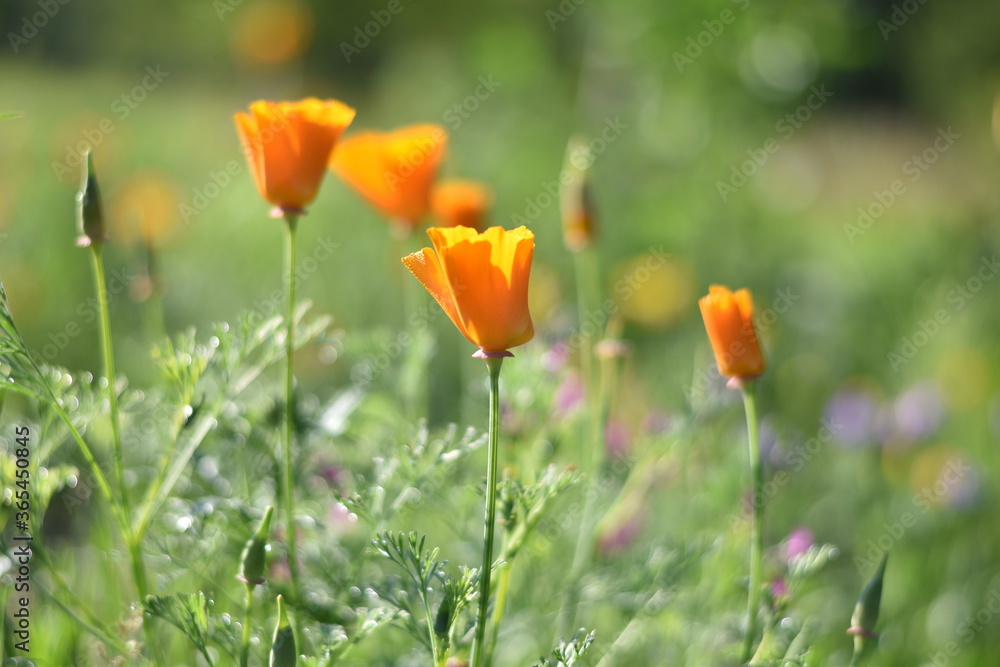 Obraz premium Wildblumenwiese