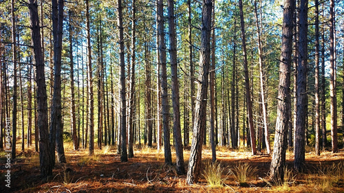 Pine forest in Montalegre, Portugal