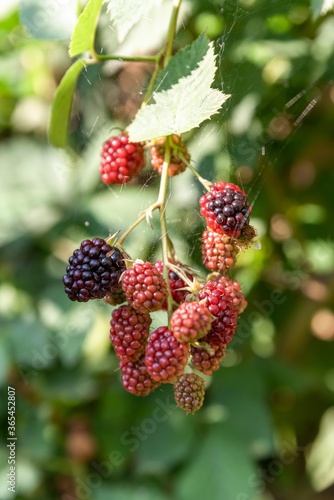 blackberry fruit isolated. blackberries plant